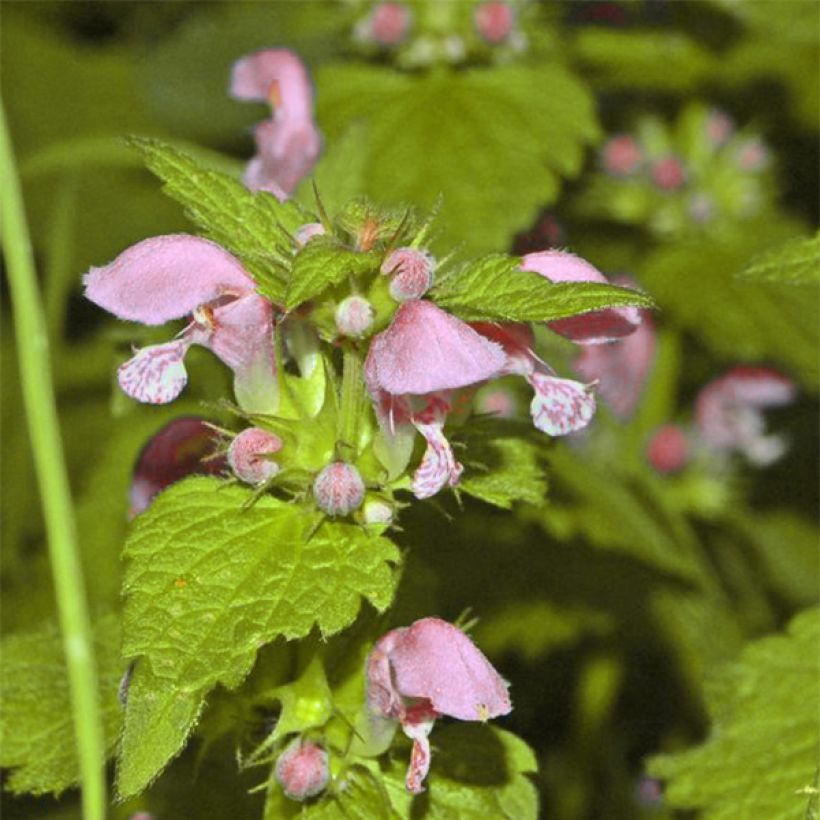 Lamium maculatum Cannon's Gold (Fioritura)