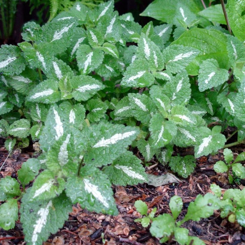 Lamium maculatum Chequers (Fogliame)