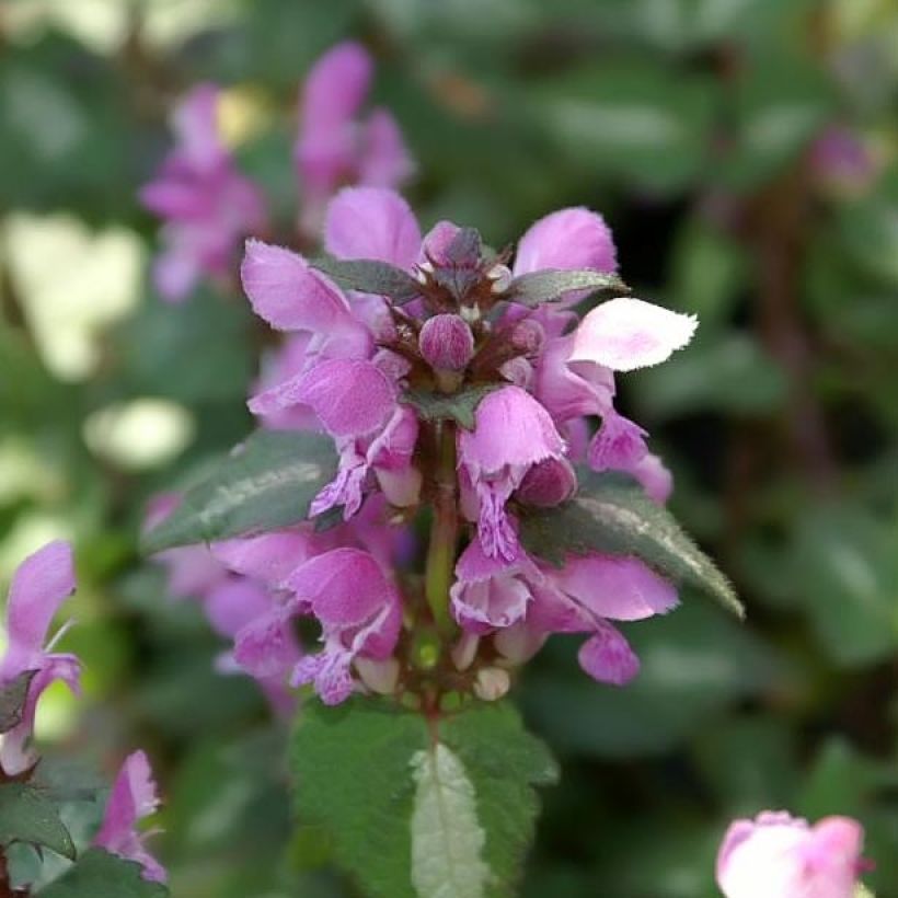 Lamium maculatum Chequers (Fioritura)