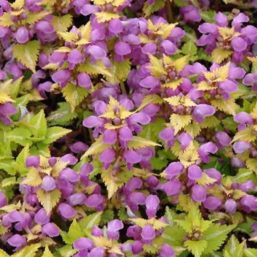 Lamium maculatum Golden Nuggets (Fogliame)