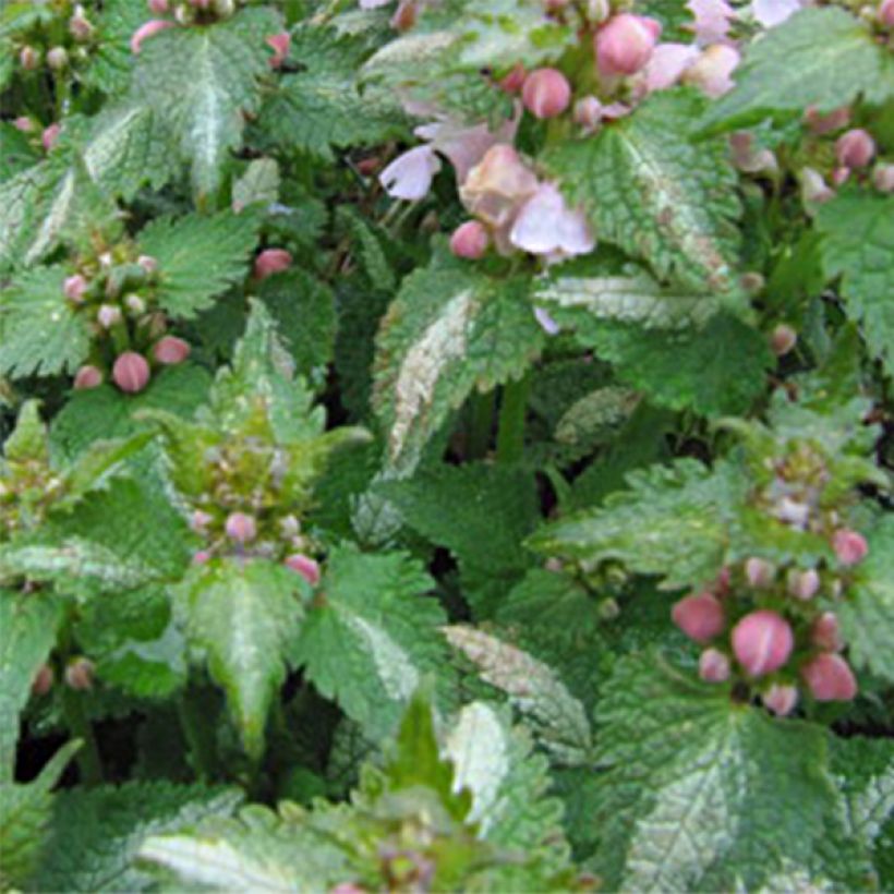 Lamium maculatum Purple Dragon (Fogliame)