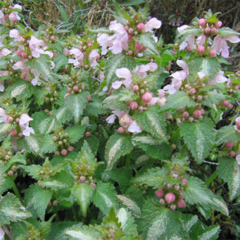 Lamium maculatum Purple Dragon (Fioritura)