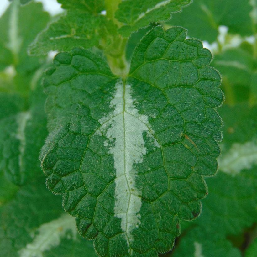 Lamium maculatum Roseum (Fogliame)