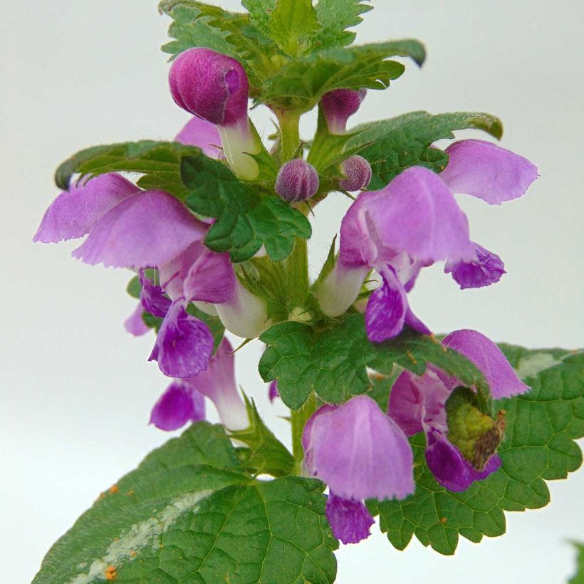 Lamium maculatum Roseum (Fioritura)