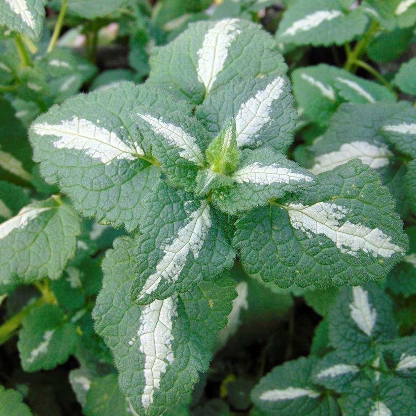 Lamium maculatum Shell Pink (Fogliame)