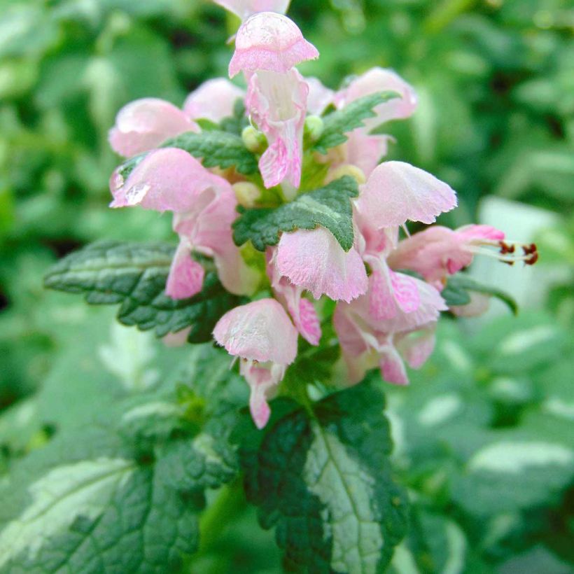 Lamium maculatum Shell Pink (Fioritura)