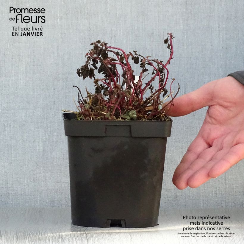 Lamium maculatum Shell Pink - Lamier rose en pot de 2/3 litres esemplare consegnato in inverno