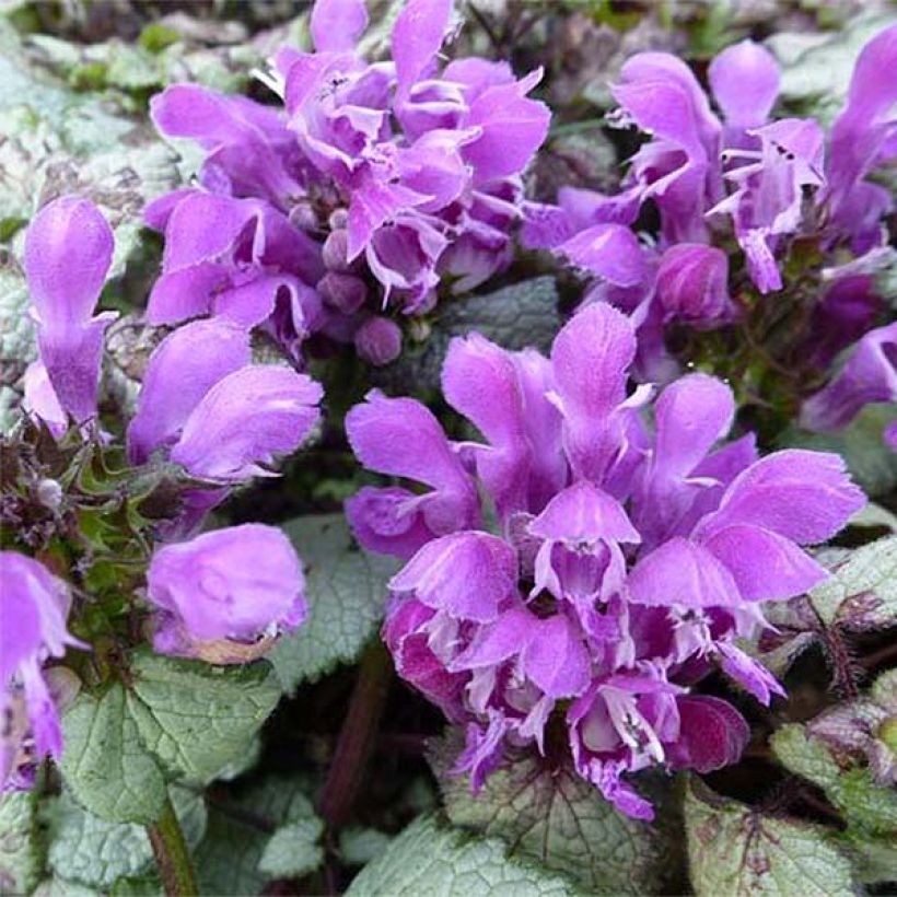 Lamium maculatum Silver Sterling (Fioritura)