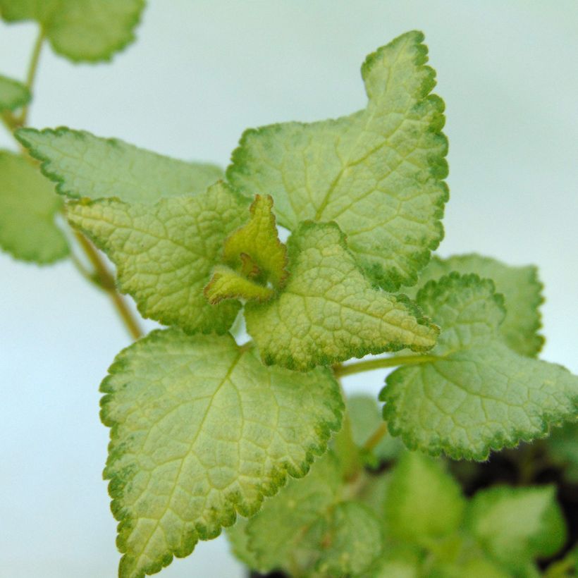 Lamium maculatum Silver Sterling (Fogliame)