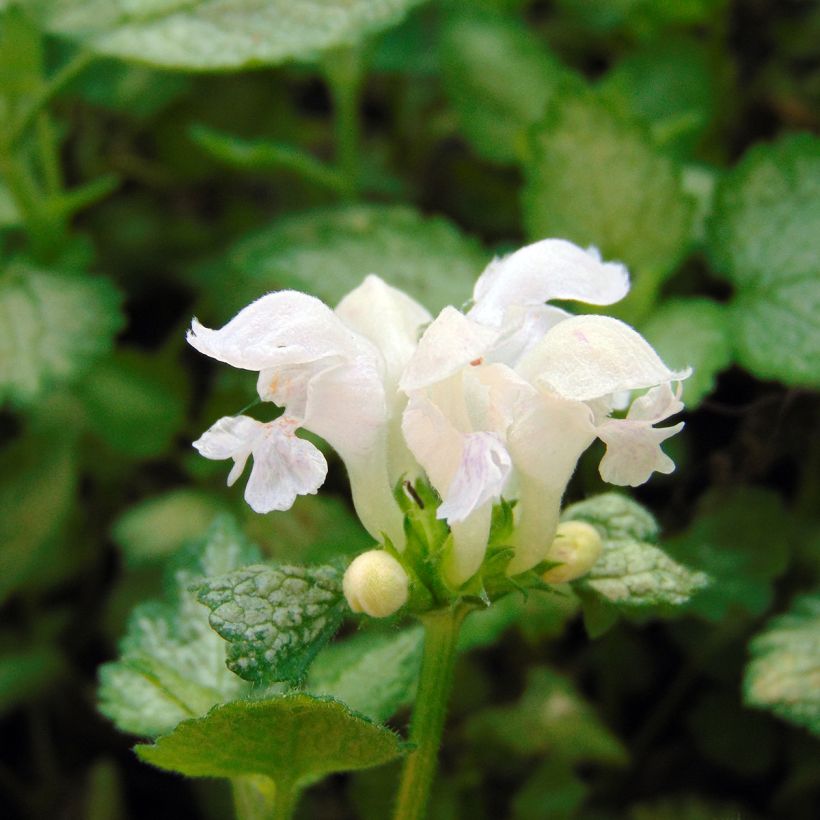 Lamium maculatum White Nancy (Fioritura)