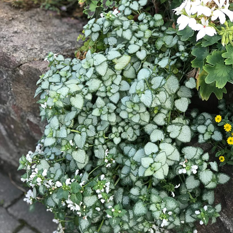 Lamium maculatum White Nancy (Porto)