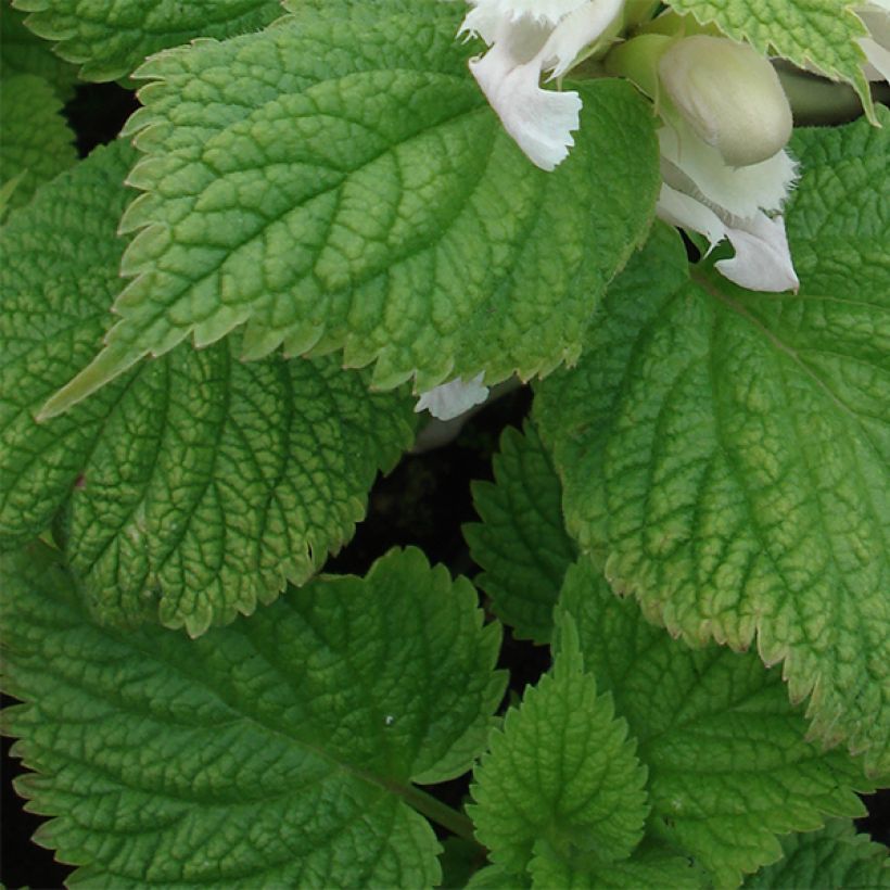 Lamium orvala Album (Fogliame)