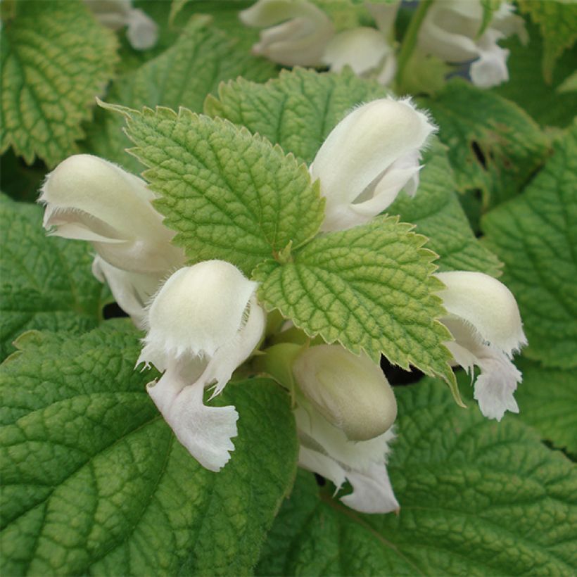 Lamium orvala Album (Fioritura)