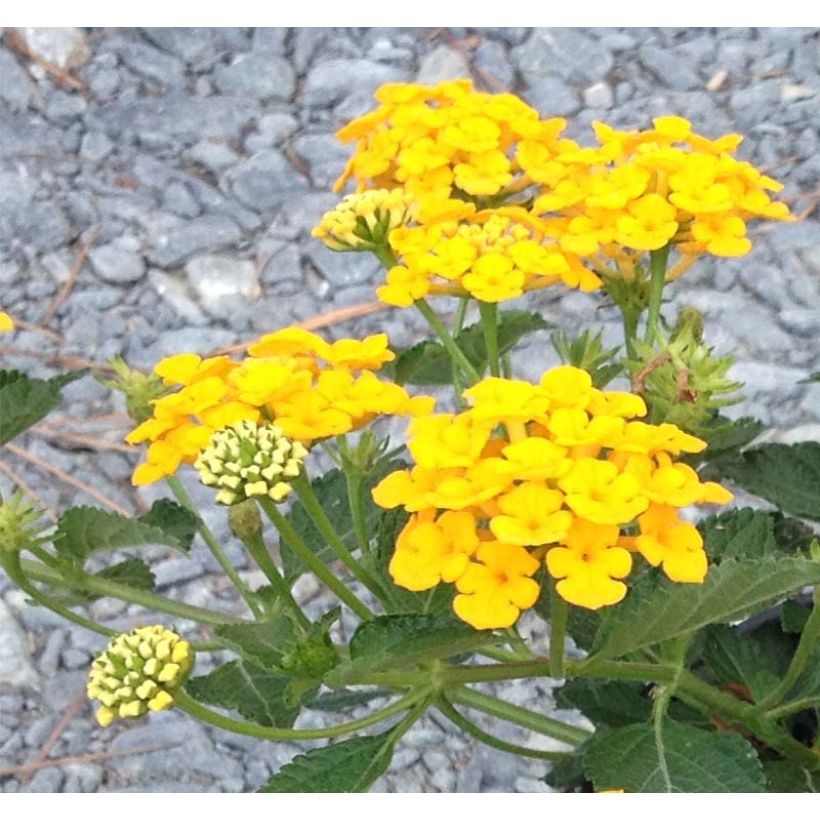 Lantana Chapel Hill Gold (Fioritura)