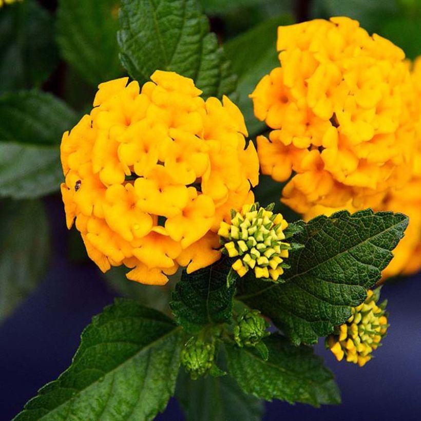 Lantana Chapel Hill Yellow (Fioritura)