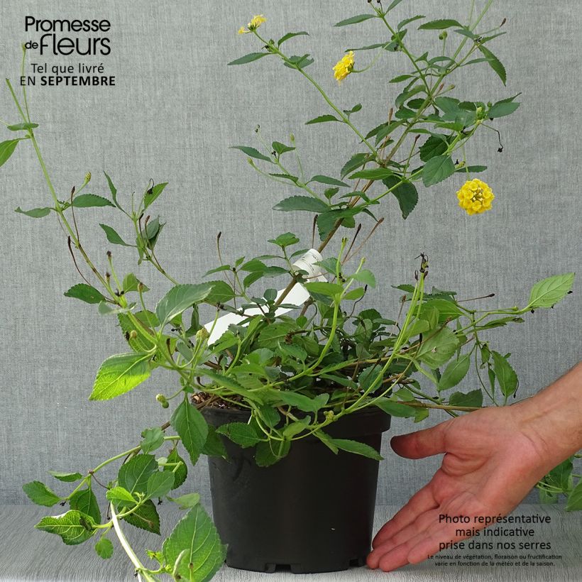 Esemplare di Lantana Chapel Hill Yellow Pot de 2L/3L come consegnato in autunno