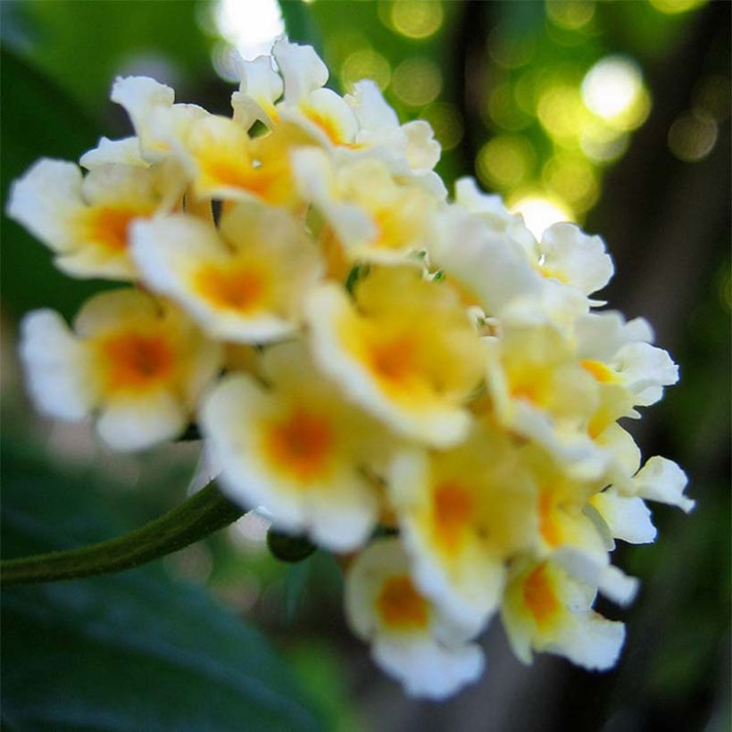 Lantana Chapel Sunny Side Up (Fioritura)