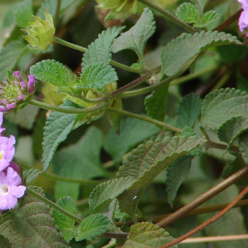 Lantana montevidensis Mauve (Fogliame)