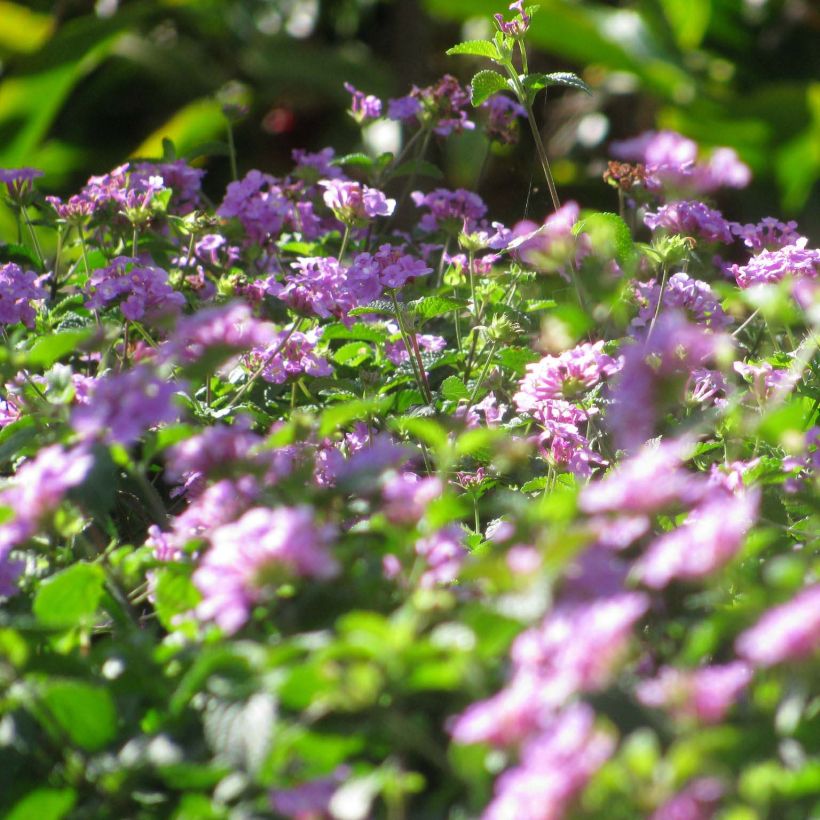 Lantana montevidensis Mauve (Fioritura)