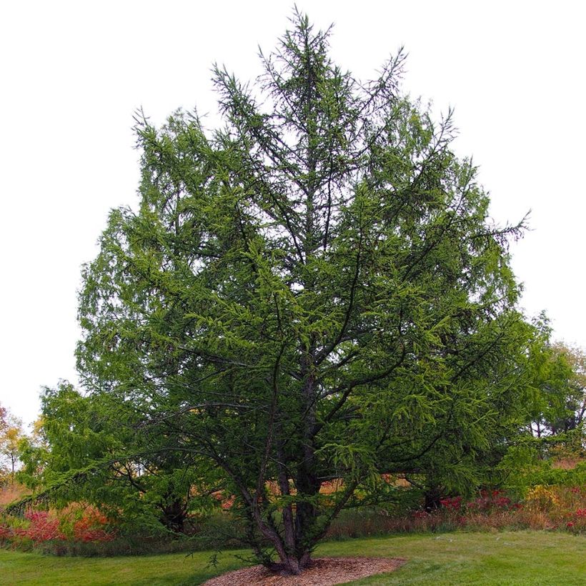 Larix decidua - Larice comune (Porto)