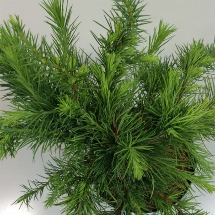 Larix decidua Little Bogle (Fogliame)