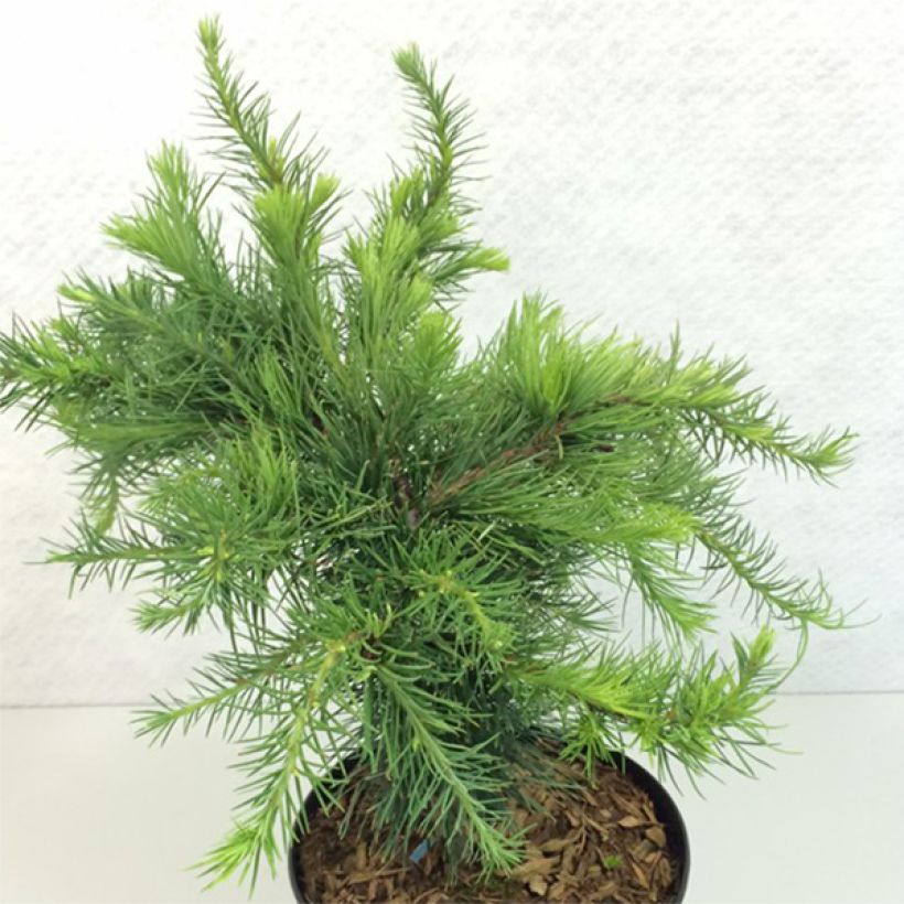 Larix decidua Little Bogle (Porto)