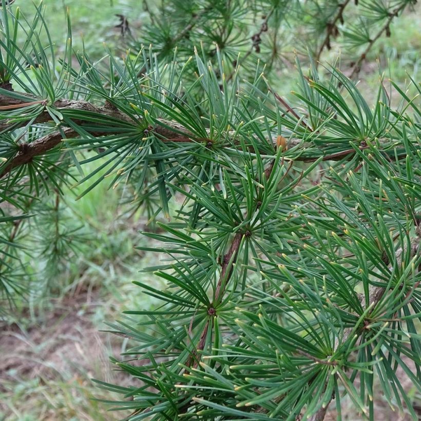 Larix kaempferi - Larice del Giappone (Fogliame)