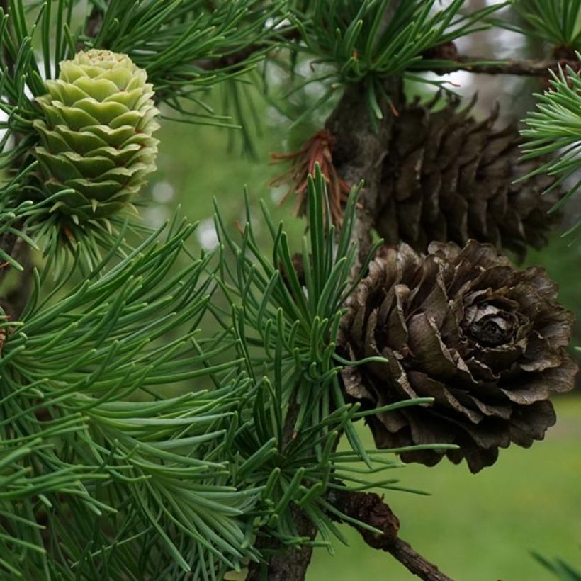 Larix kaempferi - Larice del Giappone (Raccolta)