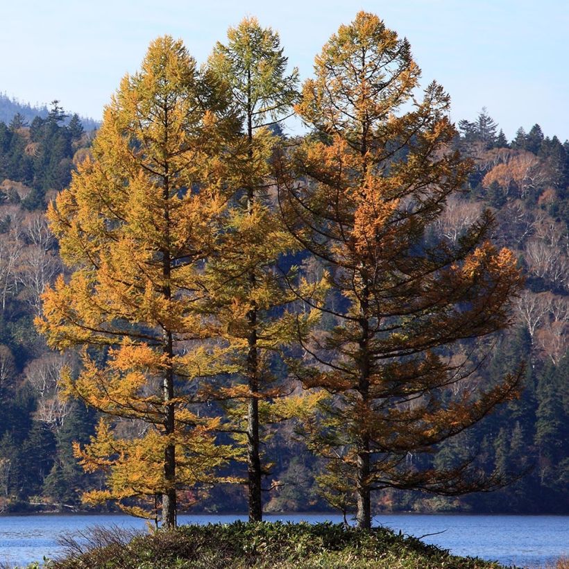 Larix kaempferi - Larice del Giappone (Porto)