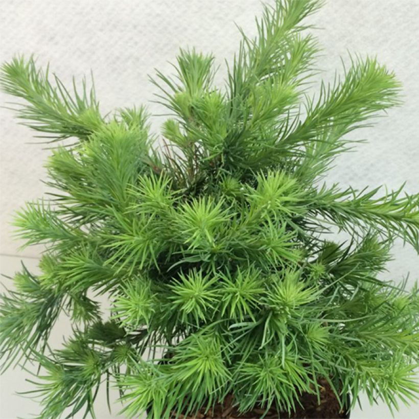 Larix kaempferi Blue Dwarf (Porto)