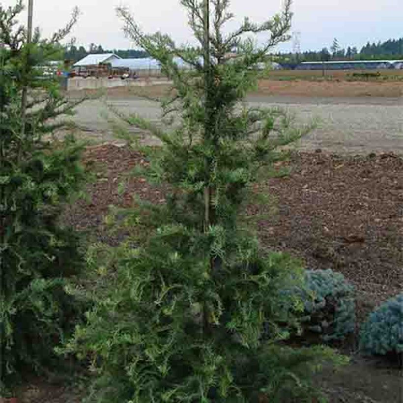 Larix kaempferi Diana (Porto)