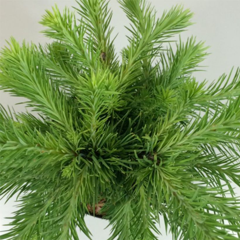 Larix kaempferi Grey Pearl (Fogliame)