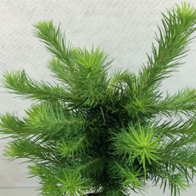 Larix kaempferi Grey Pearl (Porto)