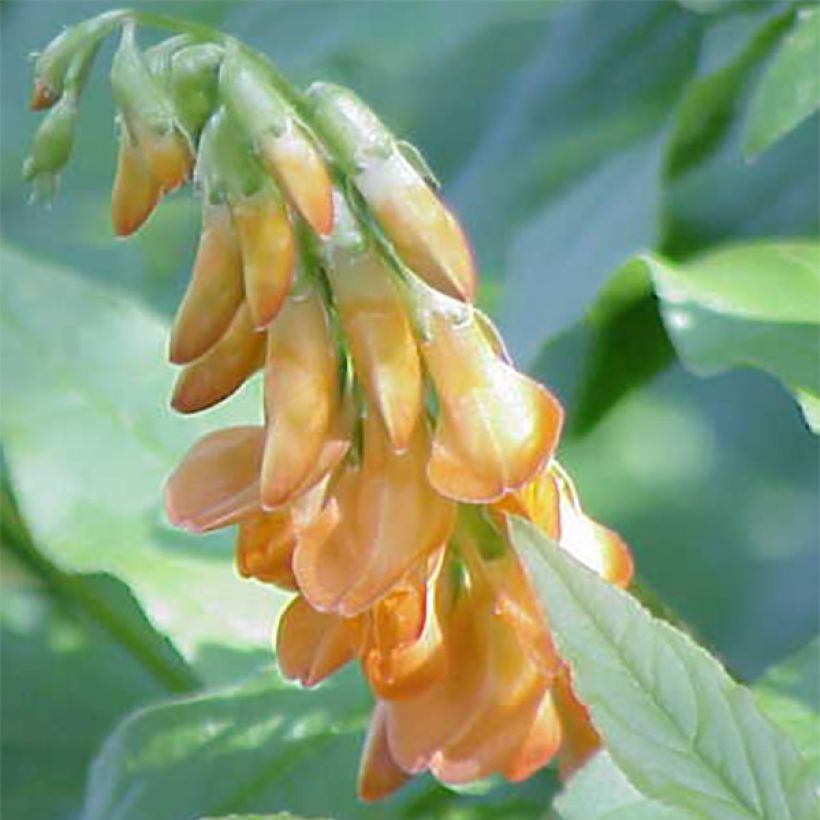 Lathyrus aureus - Cicerchia dorato (Fioritura)