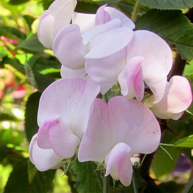 Lathyrus latifolius Pink Pearl (Fioritura)