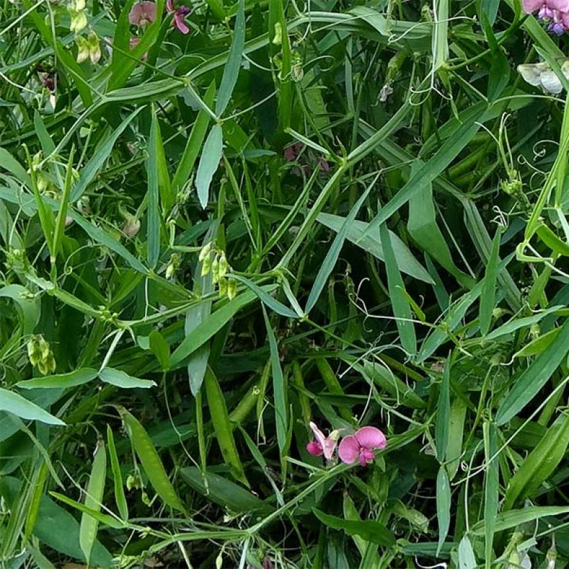 Lathyrus latifolius Red Pearl (Fogliame)