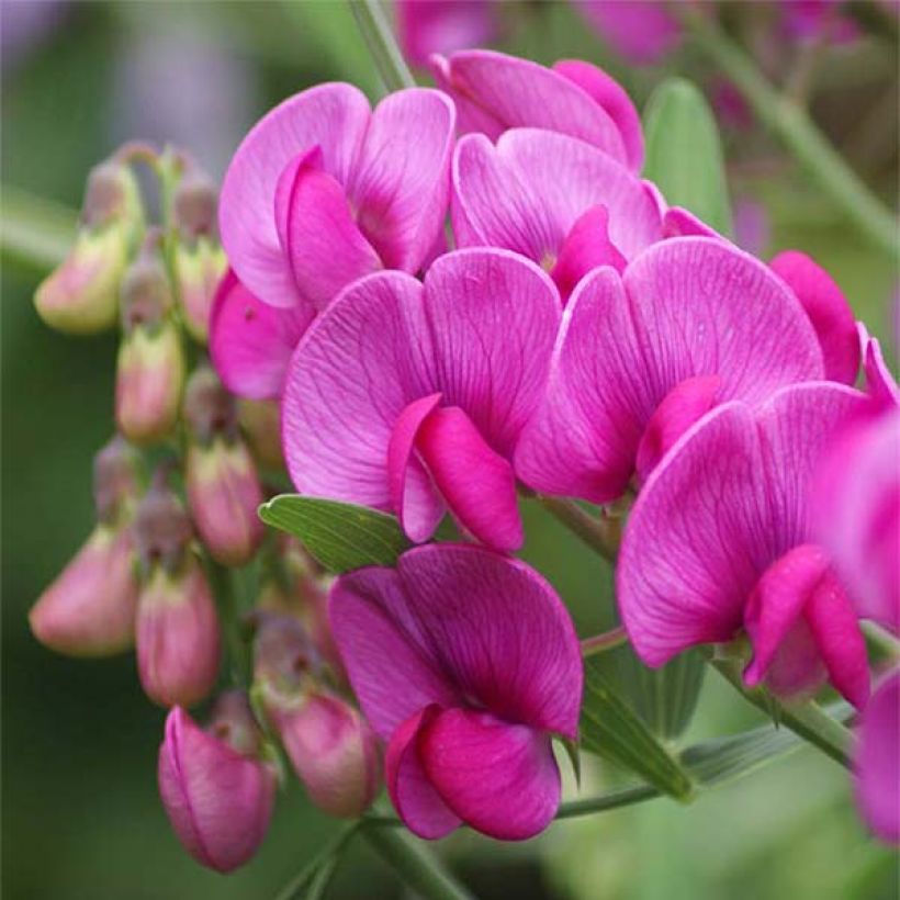 Lathyrus latifolius Red Pearl (Fioritura)