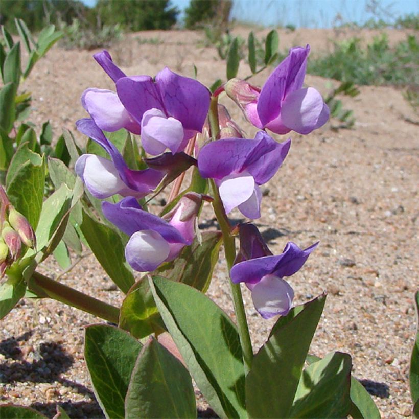 Lathyrus maritimus - Pisello di mare (Fioritura)