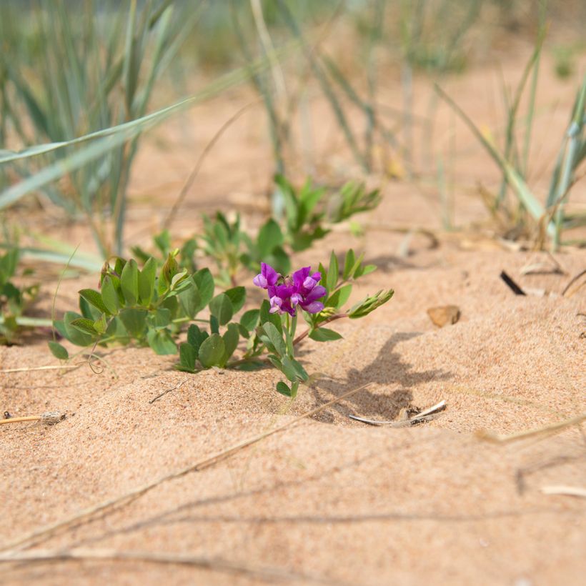 Lathyrus maritimus - Pisello di mare (Porto)