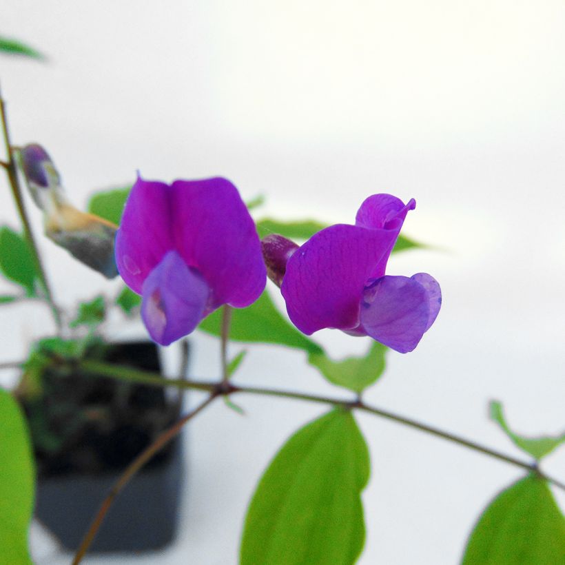 Lathyrus vernus - Cicerchia primaticcia (Fioritura)