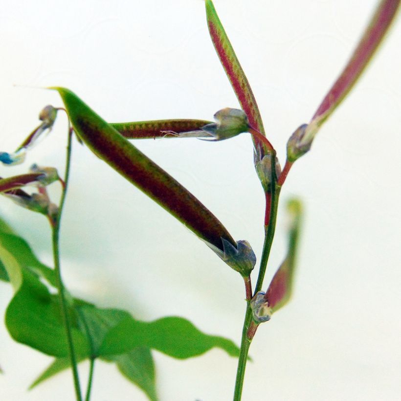 Lathyrus vernus - Cicerchia primaticcia (Raccolta)