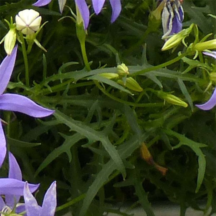 Isotoma axillaris Beth's Blue (Fogliame)