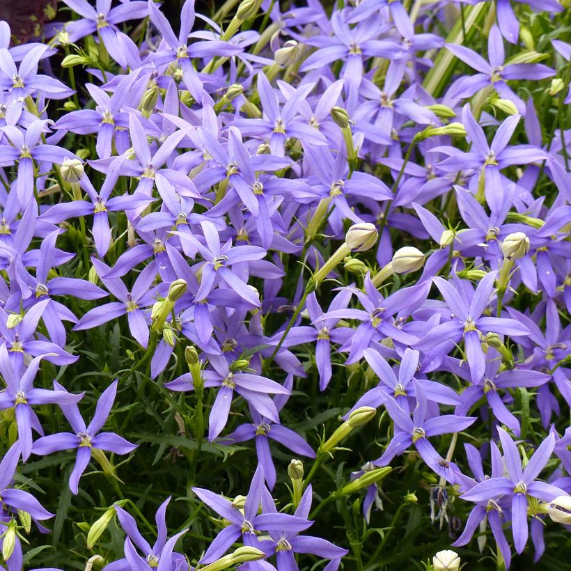 Isotoma axillaris Beth's Blue (Fioritura)