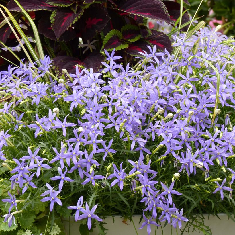 Isotoma axillaris Beth's Blue (Porto)