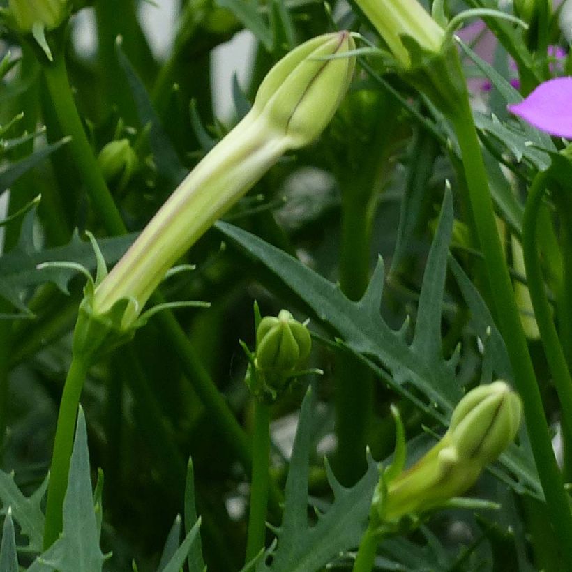 Isotoma axillaris Patti's Pink (Fogliame)