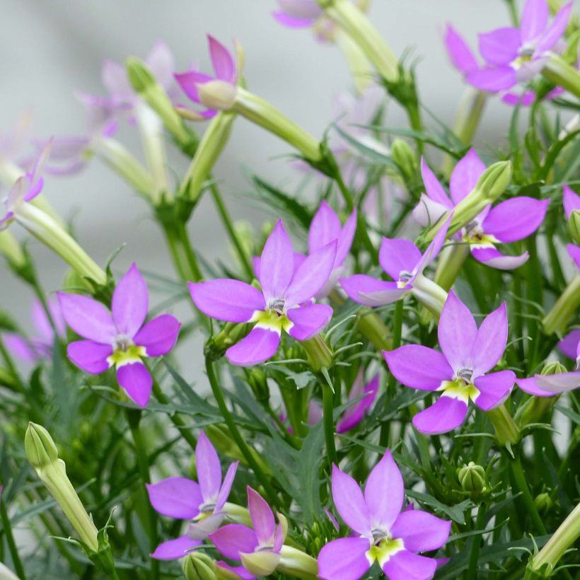 Isotoma axillaris Patti's Pink (Fioritura)