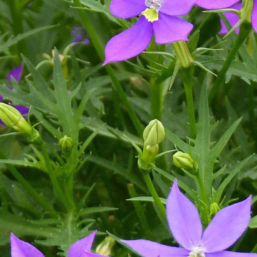 Isotoma axillaris Fizz'n'Pop Glowing Purple (Fogliame)