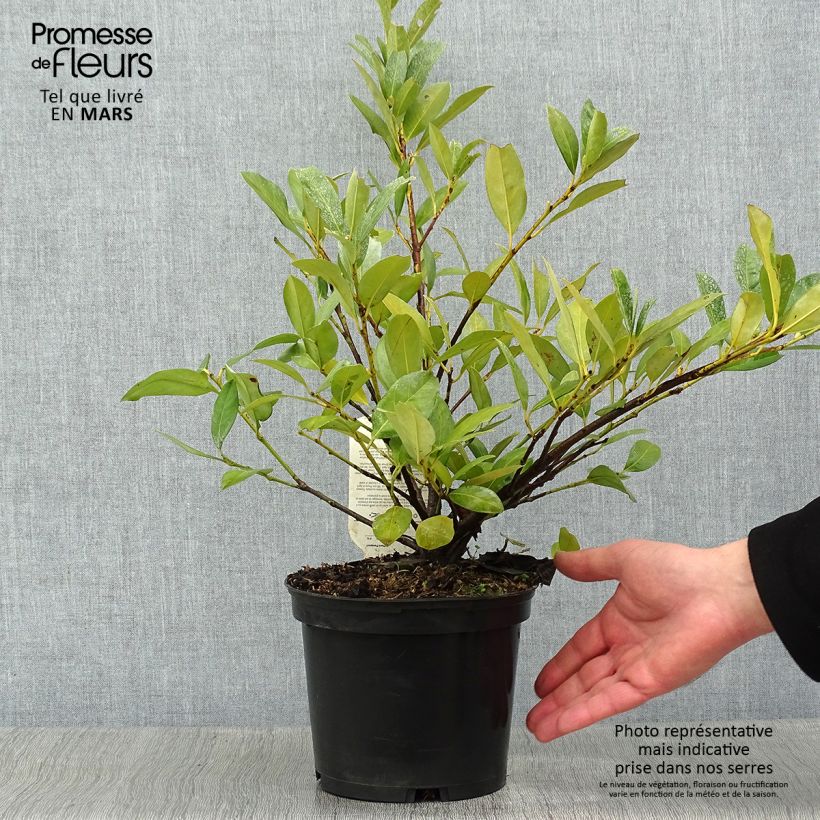 Laurier Cerise - Prunus laurocerasus Mano en pot de 2L/3L esemplare consegnato in inverno