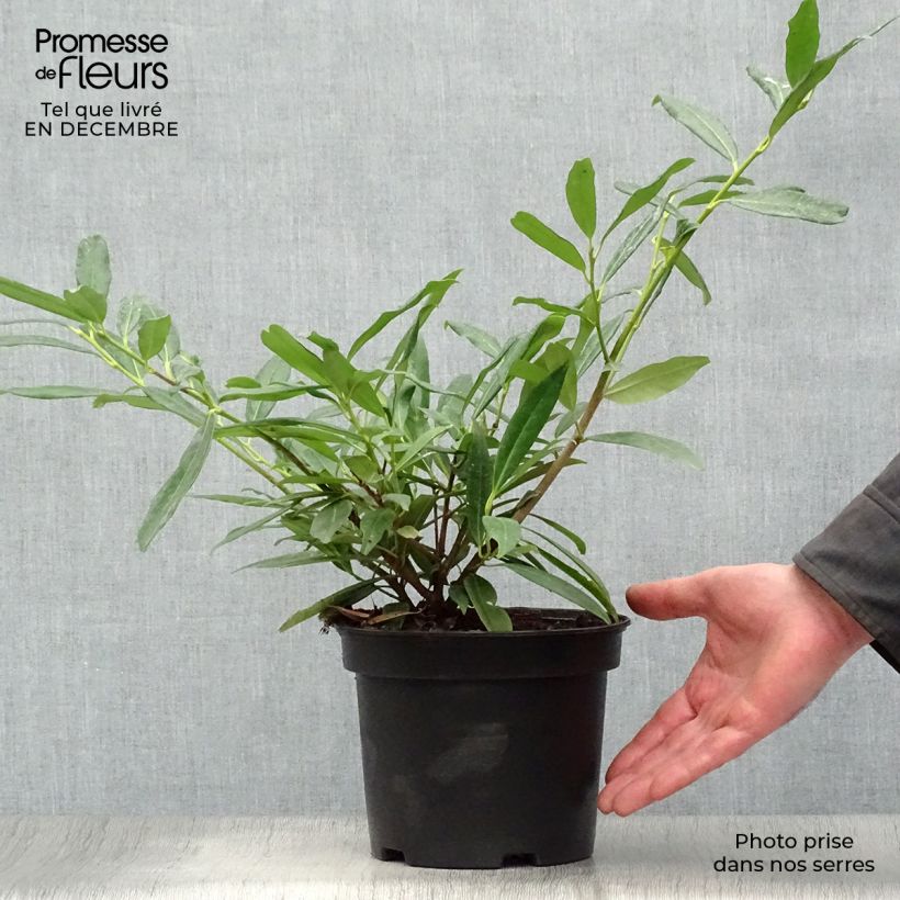 Laurier Cerise Zabeliana - Prunus laurocerasus en pot de 4L/5L esemplare consegnato in inverno