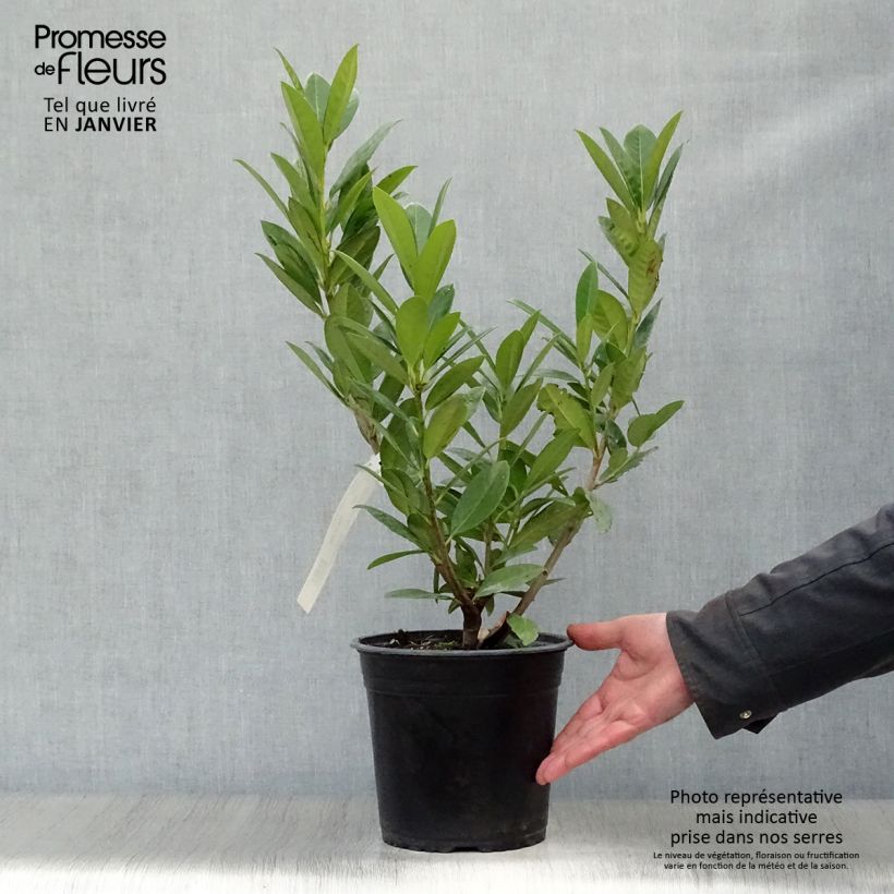 Laurier cerise - Prunus laurocerasus Greentorch Pot de 3L/4L esemplare consegnato in inverno